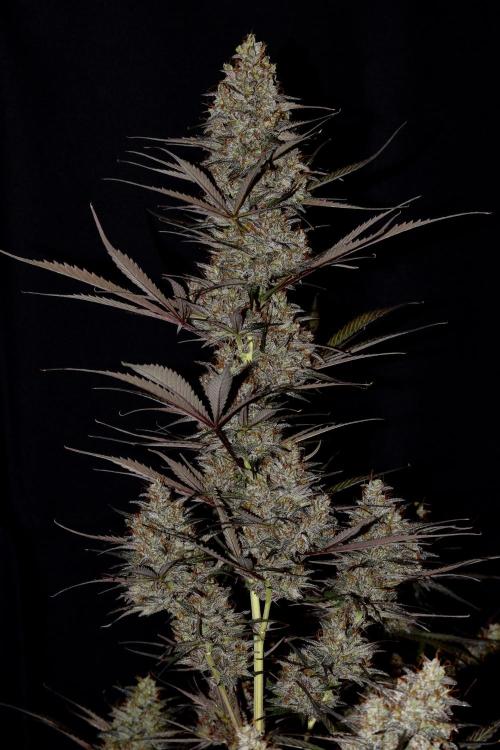 Amnesia Cookies Automatic. Week 13
