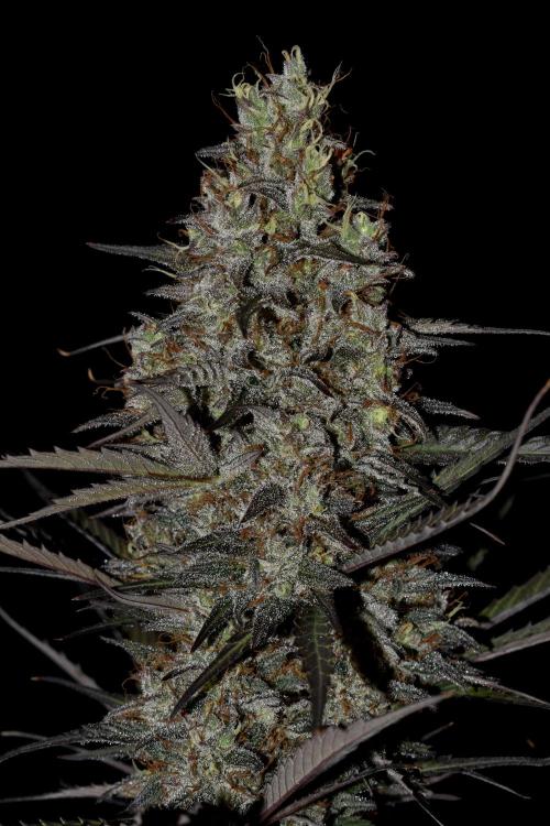Amnesia Cookies Automatic. Week 13