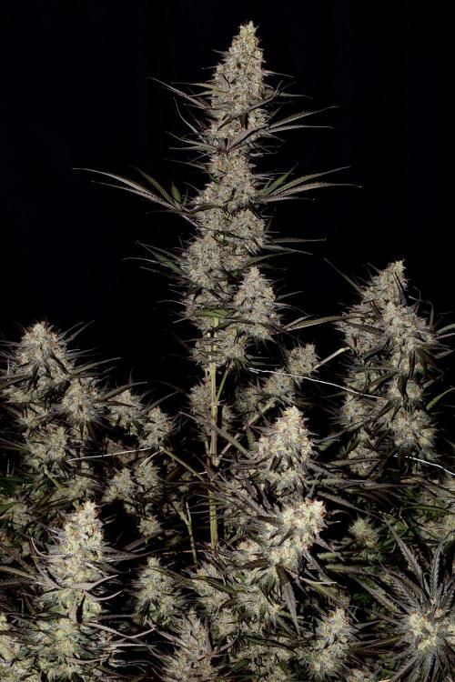 Amnesia Cookies Automatic. Week 13
