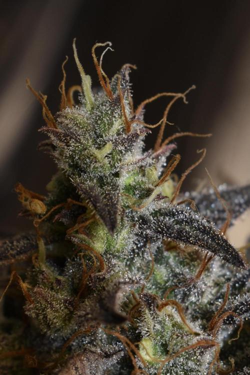 Amnesia Cookies Automatic. Week 13