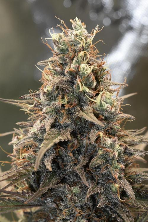 Amnesia Cookies Automatic. Week 13