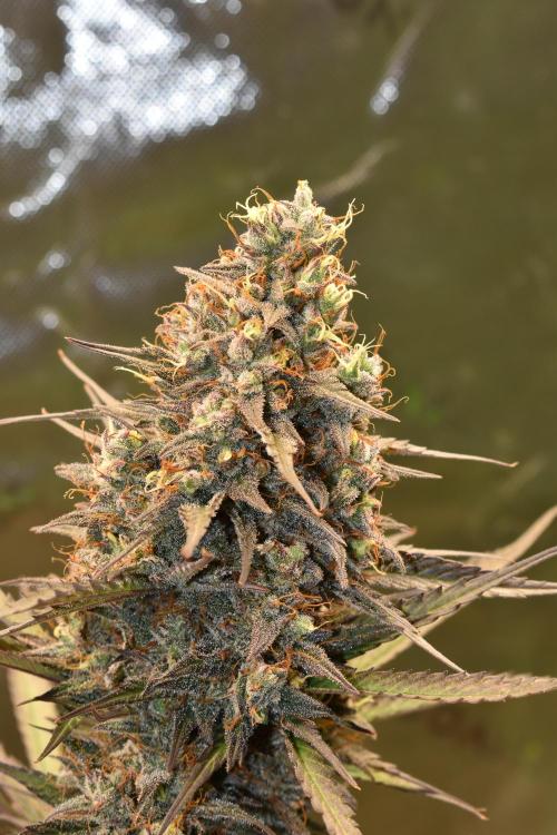 Amnesia Cookies Automatic. Week 13