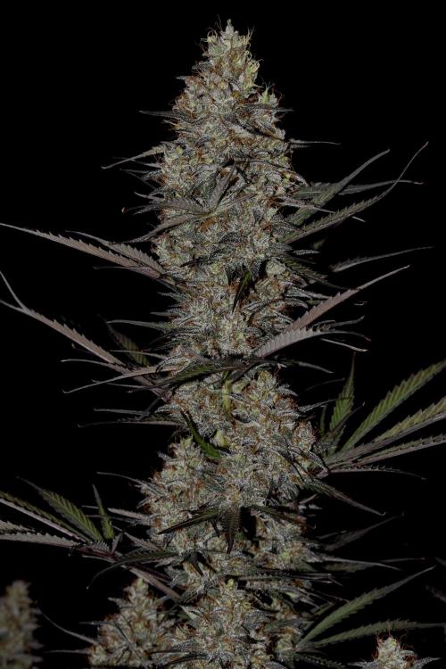 Amnesia Cookies Automatic. Week 13