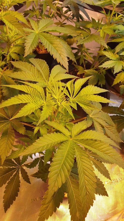 Lilt by trichome jungle seeds
