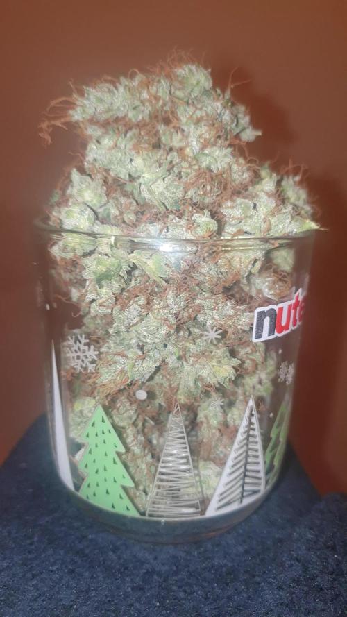 Lilt by trichome jungle seeds