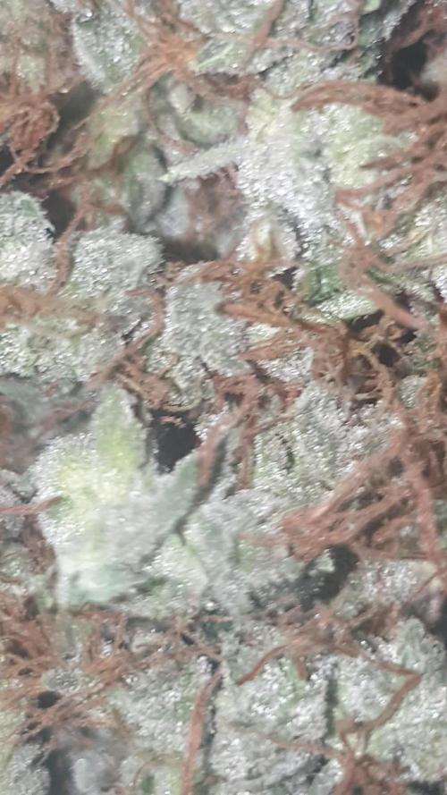 Lilt by trichome jungle seeds