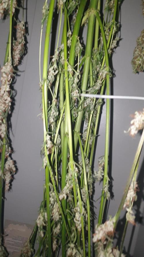 Lilt by trichome jungle seeds