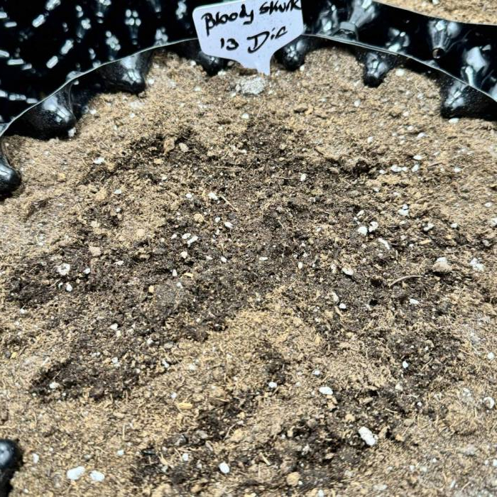 BLOODY SKUNK AUTO SWEET SEEDS. Week 1 - Plantada en maceta 13/Dic