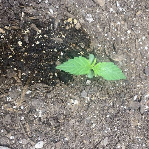 First Legal Ohio Home Grow. 4 Strains. Week 1