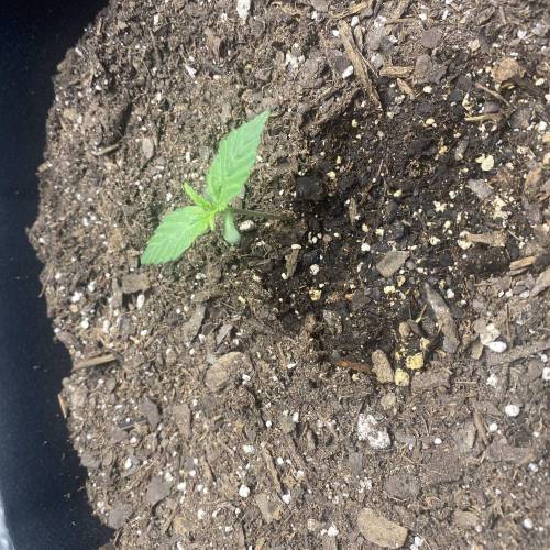 First Legal Ohio Home Grow. 4 Strains. Week 1