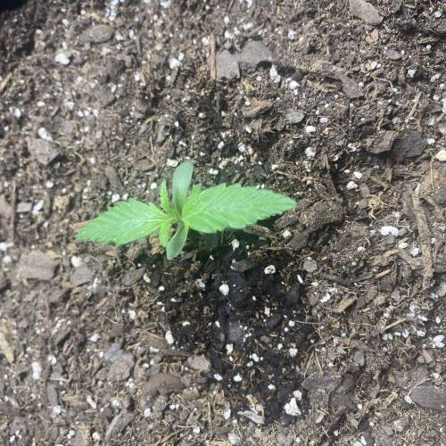 First Legal Ohio Home Grow. 4 Strains. Week 1