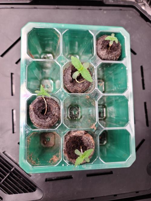 Randoms. Week 0 - It's a triple coty
