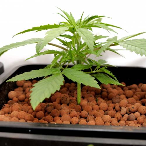 Grow II. Week 2 - Day 16