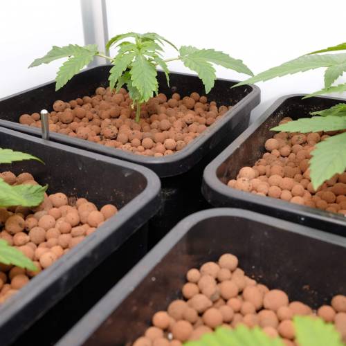 Grow II. Week 2 - Day 16