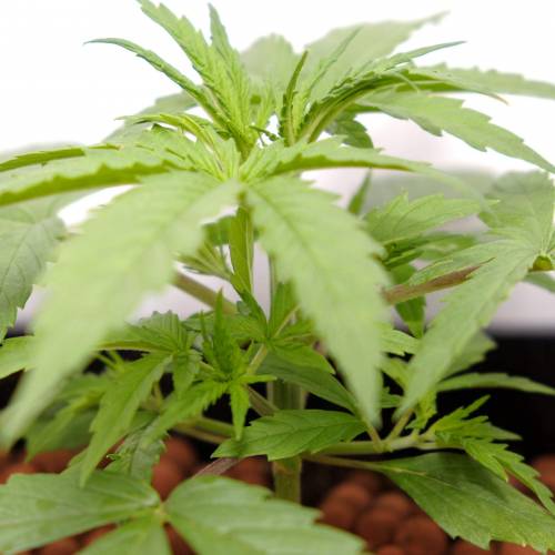 Grow II. Week 2 - Day 17