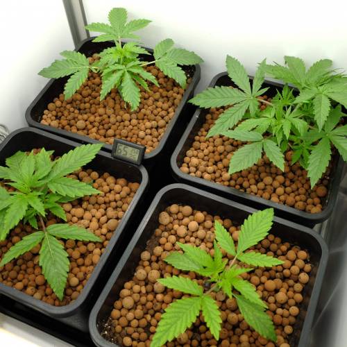 Grow II. Week 2 - Day 17