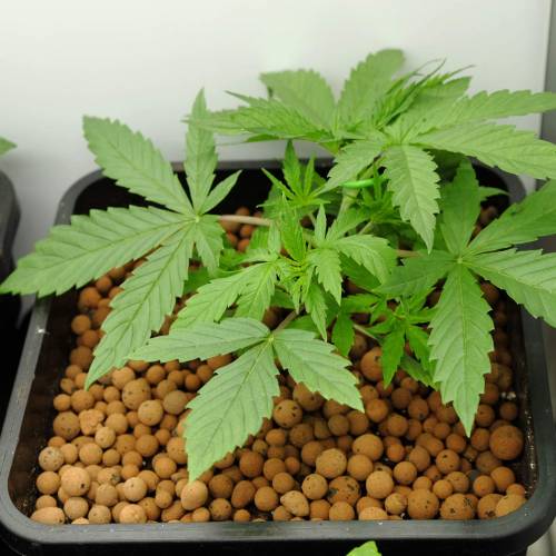 Grow II. Week 2 - Day 17 tied the biggest one down