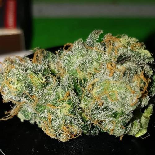 Barneys Farm - LSD Autoflower. Week 1