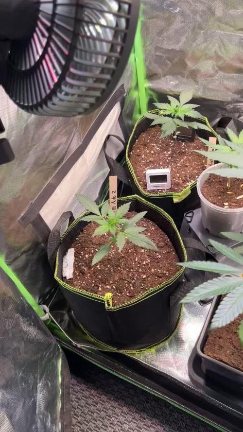 Fruchtsalat ScrOG 25 🇩🇪