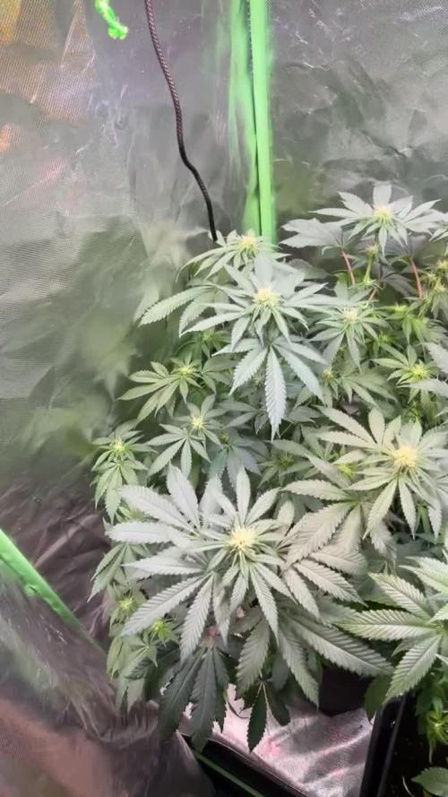 Fruchtsalat ScrOG 25 🇩🇪