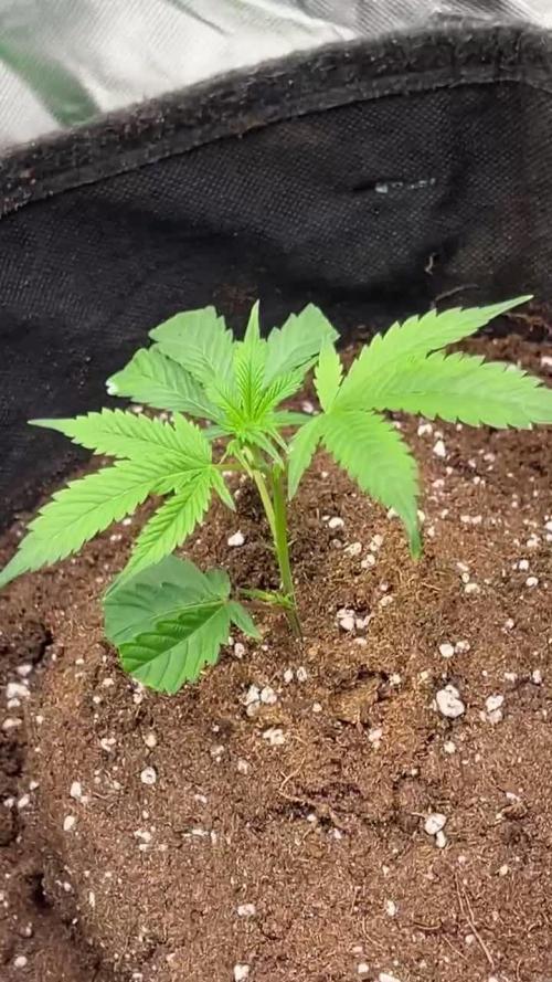 Glitter Bomb - Krumme Gurken Stecklinge