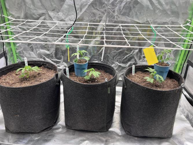 Glitter Bomb - Krumme Gurken Stecklinge. Week 1