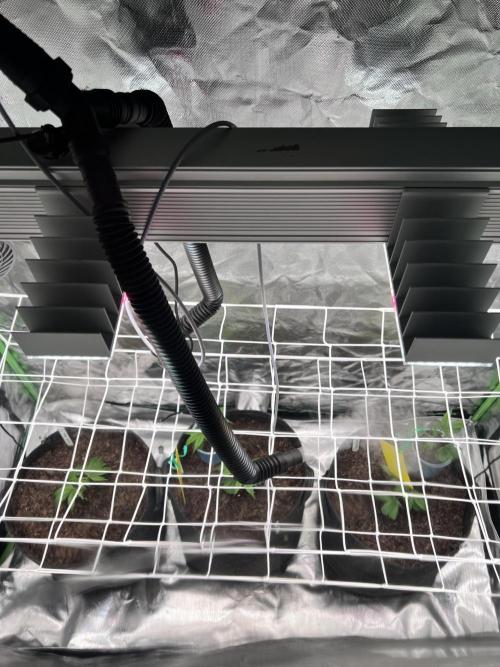 Glitter Bomb - Krumme Gurken Stecklinge. Week 1