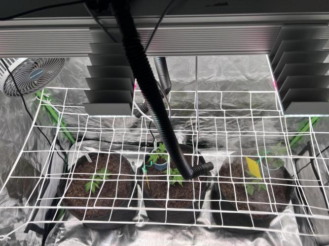 Glitter Bomb - Krumme Gurken Stecklinge. Week 1