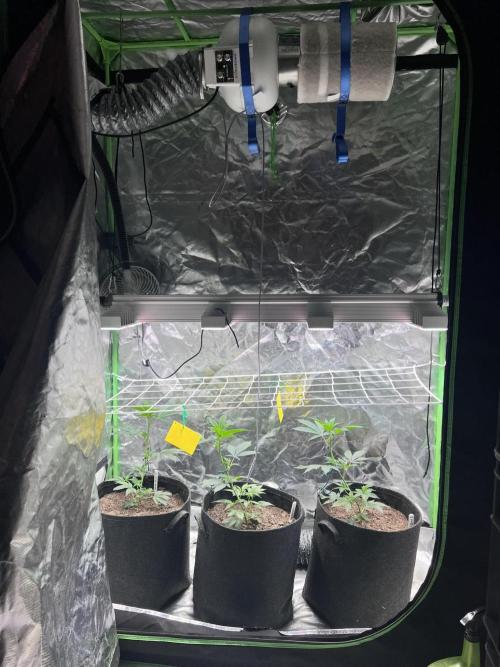 Glitter Bomb. Week 3