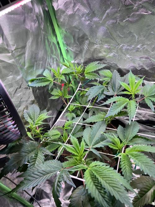 Glitter Bomb - Krumme Gurken Stecklinge. Week 5 - Vor LST