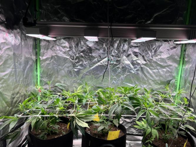 Glitter Bomb - Krumme Gurken Stecklinge. Week 6 - LST + HST
