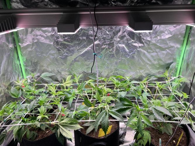 Glitter Bomb - Krumme Gurken Stecklinge. Week 6 - LST + HST