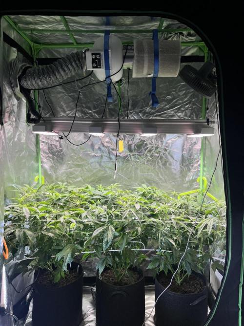 Glitter Bomb. Week 7