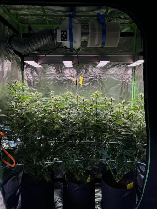 Glitter Bomb - Krumme Gurken Stecklinge. Week 10 - Before defoliation 