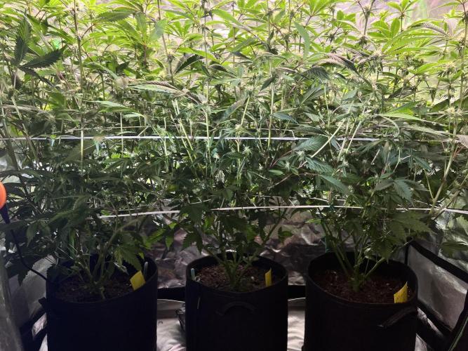 Glitter Bomb. Week 10