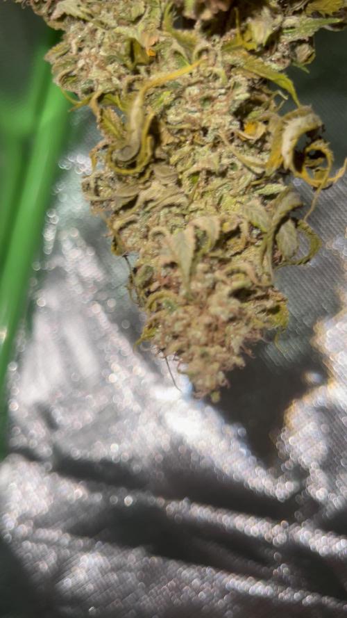🇩🇪Purple cookie kush 1st grow 
