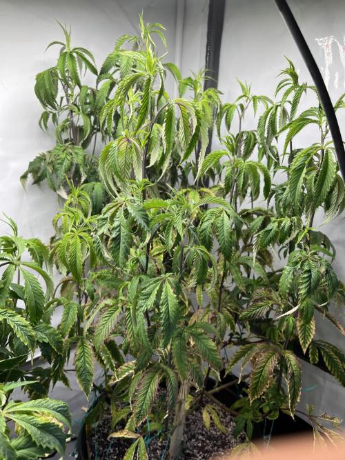 Guzzlerz Sloppy Genetics. Week 14 - plant 1 - lots of vertical growth while still looking half dead