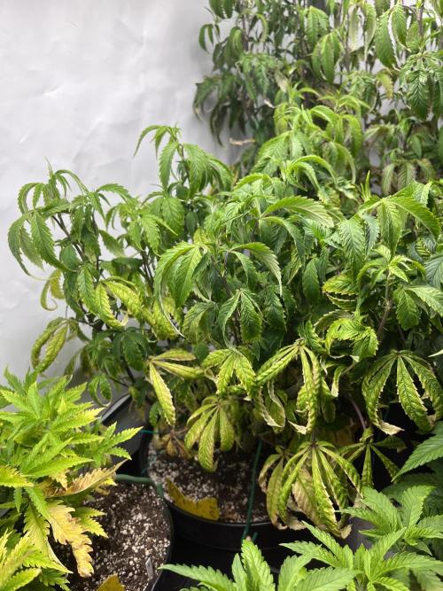 Guzzlerz Sloppy Genetics. Week 14 - plant 2 - some bushy growth