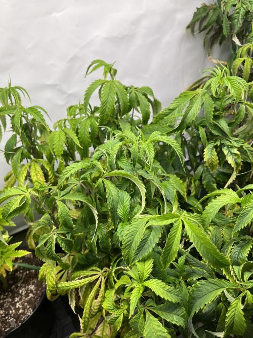 Guzzlerz Sloppy Genetics. Week 14 - plant 2 - some bushy growth