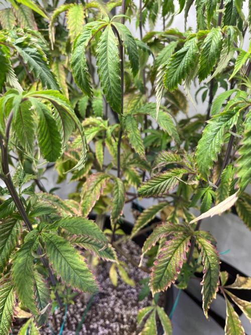 Guzzlerz Sloppy Genetics. Week 14 - droopy poopy leaves