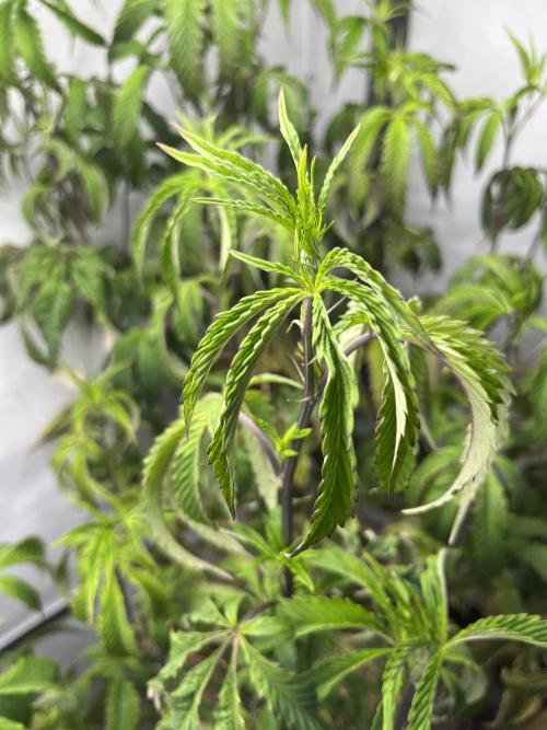 Guzzlerz Sloppy Genetics. Week 14 - droopy poopy leaves