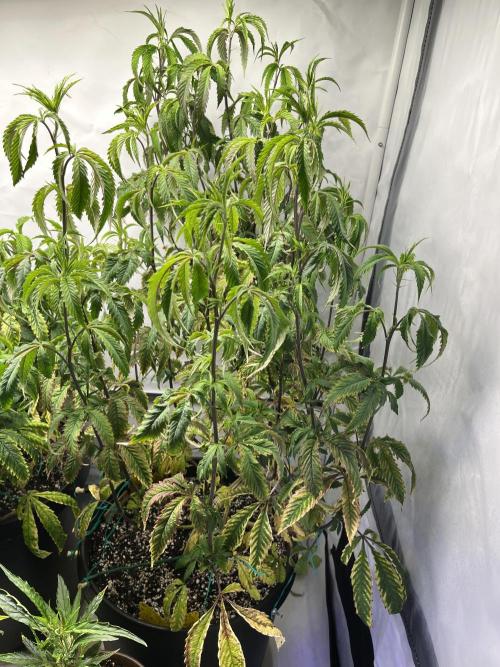 Guzzlerz Sloppy Genetics. Week 14 - plant 1 - lots of vertical growth while still looking half diseased