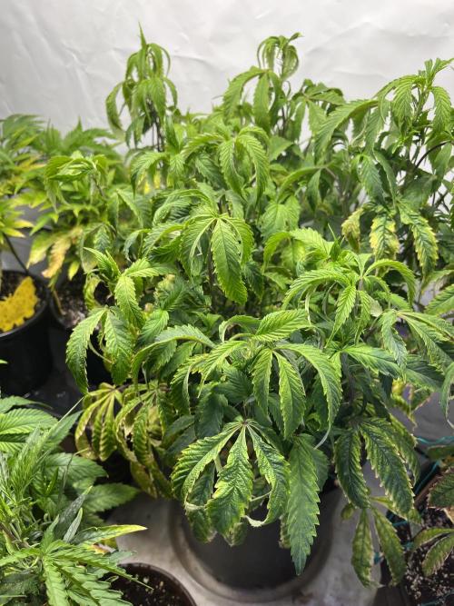 Guzzlerz Sloppy Genetics. Week 14 - plant 2 - some bushy growth