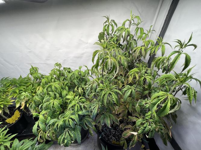 Guzzlerz Sloppy Genetics. Week 14 - plants 2 & 1 (left to right), same strain, same conditions, sloppy genetics