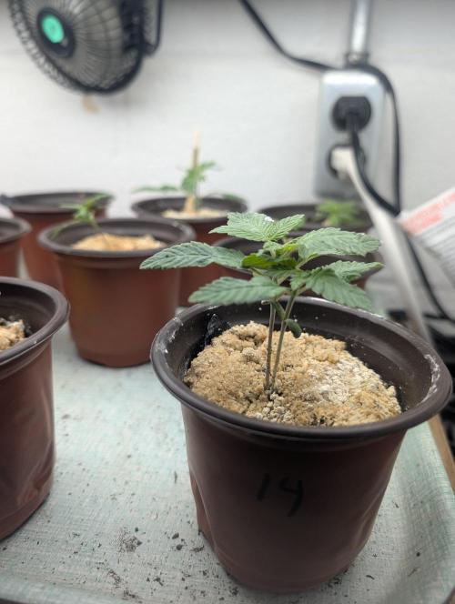 Mr. Haney screen of green. Week 3