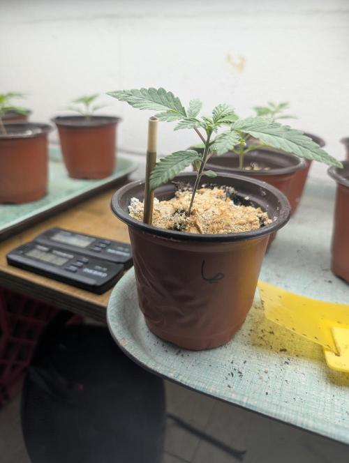 Mr. Haney screen of green. Week 3