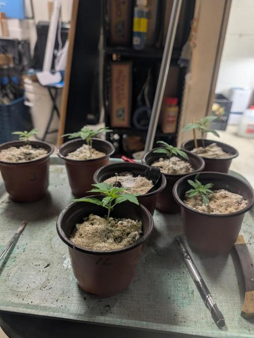 Mr. Haney screen of green. Week 3