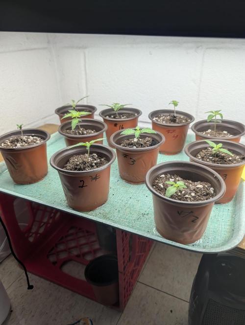 Mr. Haney screen of green. Week 3