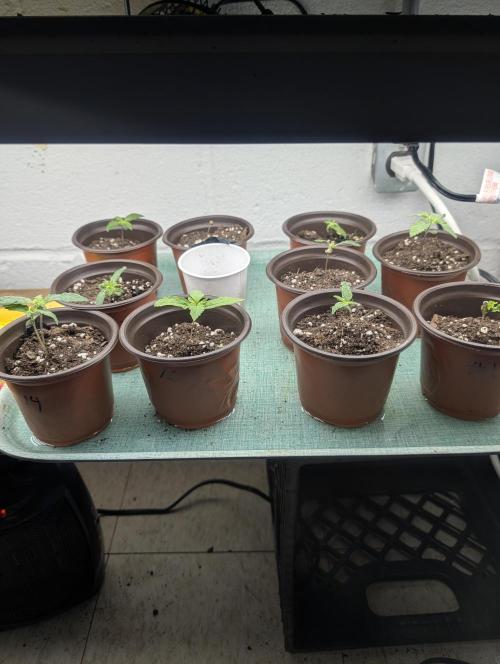 Mr. Haney screen of green. Week 3