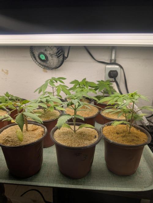 Mr. Haney screen of green. Week 4 - Not much growth, just a little bit